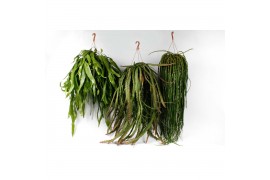 Rhipsalis hang mix