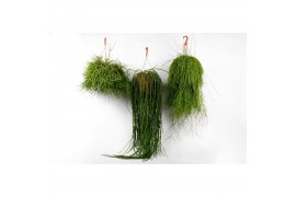 Rhipsalis hang mix