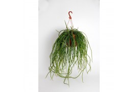 Rhipsalis Selenisereus Wercklei hang