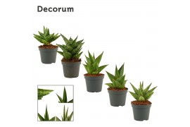 Sansevieria Sansevieria Crown mix 6 cm (Decorum)