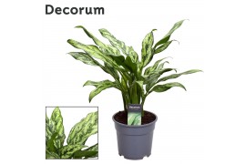 Aglaonema Aglaonema Juliette 2 pp