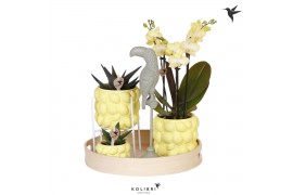 Phalaenopsis Kolibri Green up your home gift set Citrus yellow 3 pp 24