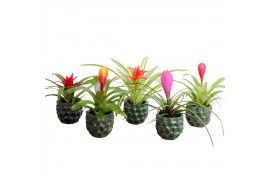 Arrangementen bromelia mix Bromini mix in Dented pot 1 pp 1 bl.