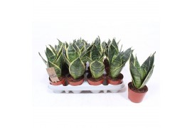 Sansevieria trifasciata golden hahnii edge