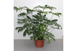 Philodendron green wonder