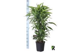 Dracaena fragr. der. lemon lime vertakt