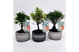 Bonsai mix Bonsaimix Tribal 12 cm