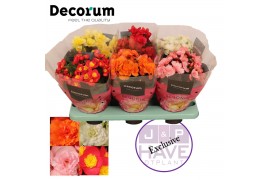 Begonia elatior du. mix Exclusive Mix