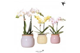 Phalaenopsis mix 2 tak in vintage bowl pot mix kolibri orchids