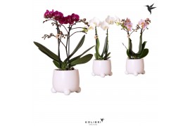 Phalaenopsis multiflora 2 tak in rolling white kolibri orchids