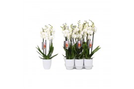 Phalaenopsis wit 4 tak - 25+ bloemen wit keramiek