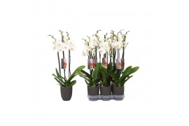 Phalaenopsis wit 3 tak - 22+ bloemen antraciet keramiek