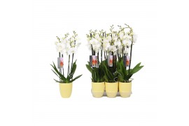 Phalaenopsis wit 4 tak - 25+ bloemen geel keramiek