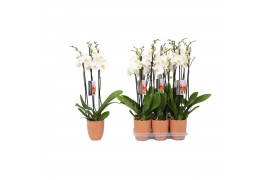 Phalaenopsis wit 3 tak - 22+ bloemen oranje keramiek