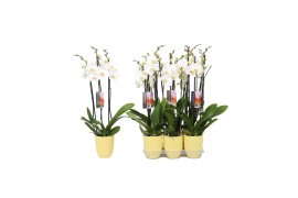 Phalaenopsis wit 3 tak - 22+ bloemen geel keramiek