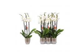 Phalaenopsis wit 3 tak - 22+ bloemen champagne keramiek