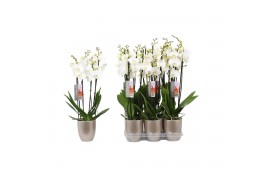 Phalaenopsis wit 4 tak - 25+ bloemen champagne keramiek