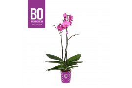 Phalaenopsis paars Bo Queen P17 Purple 2 spike