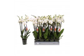 Phalaenopsis wit 4 tak - 25+ bloemen