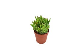 Crassula ovata hobbit basic