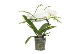 Phalaenopsis wit Infinity White 2 spike