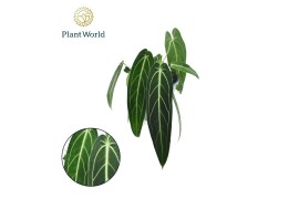 Anthurium Anthurium Warocqueanum overige bl.