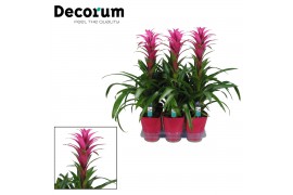 Guzmania freya Luxe keramiek