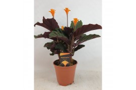 Calathea crocata tassmania oranje 3+