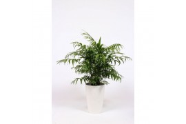 Chamaedorea elegans chelk29w in Santorini pot wit