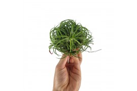 Tillandsia Tillandsia ionantha clumb large 1 bl.