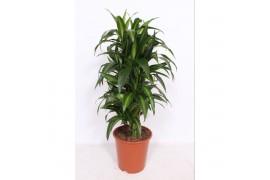 Dracaena fragr. hawaiian sunshine vertakt