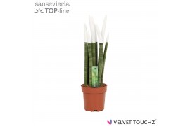 Sansevieria cylindrica velvet touchz wit