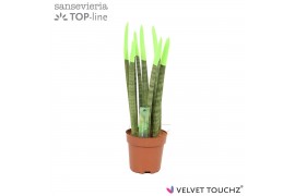 Sansevieria cylindrica velvet touchz groen