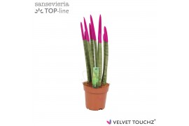 Sansevieria cylindrica velvet touchz fuchsia