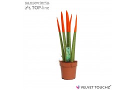 Sansevieria cylindrica velvet touchz oranje