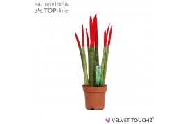 Sansevieria cylindrica velvet touchz rood