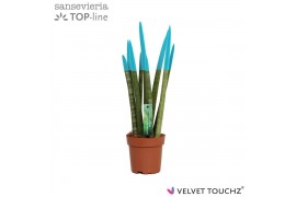 Sansevieria cylindrica Sansevieria VELVET TOUCHZ® Aqua