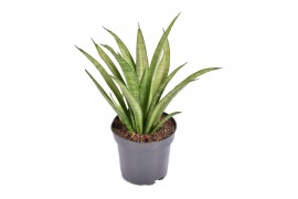 Sansevieria trifasciata tess