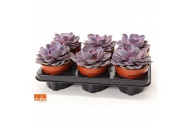 Echeveria purple pearl SuPure® 6gts