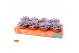 Echeveria purple pearl SuPure®