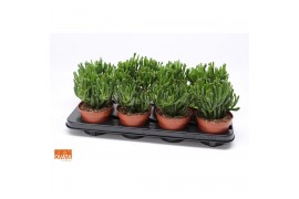 Crassula ovata hobbit SuPure® WOODS 8gts