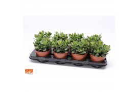 Crassula minova magic SuPure® WOODS 8gts