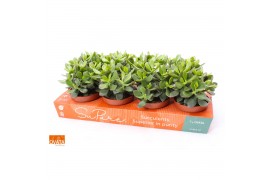 Crassula minova magic SuPure® WOODS