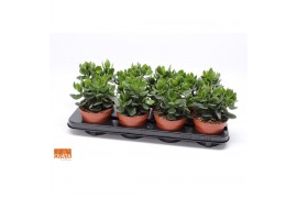 Crassula ovata hulk SuPure® WOODS 8gts