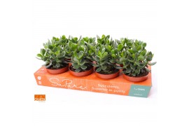 Crassula ovata hulk SuPure® WOODS