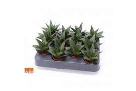 Gasteria flow SuPure® XXL ROCKS