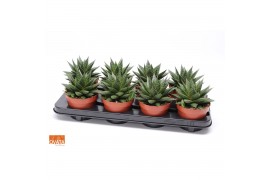 Gasteria flow SuPure® ROCKS 8gts