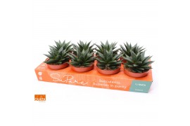 Gasteria flow SuPure® ROCKS