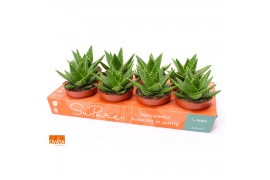 Aloe perfoliata SuPure® ROCKS