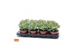 Crassula arborescens curly green SuPure® WOODS 8gts